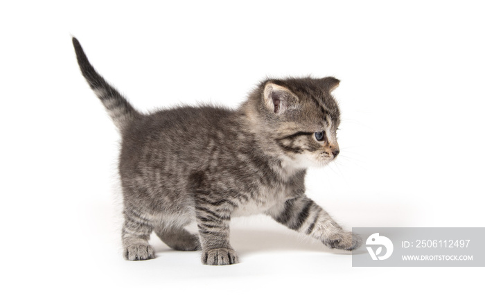 Cute tabby kitten on white