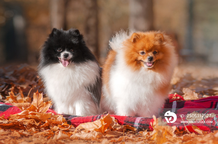 秋季公园里可爱的斯皮茨犬