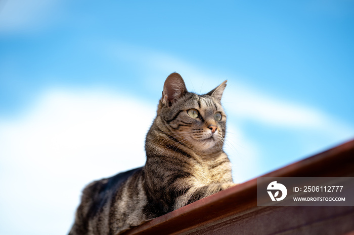 愤怒的猫坐在金属栏杆上凝视前方