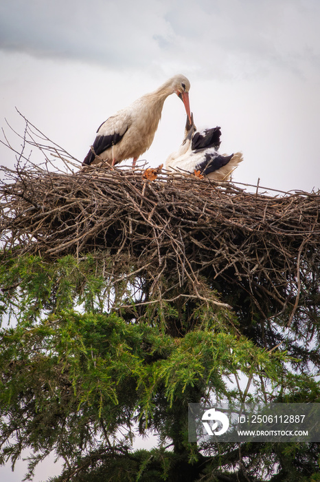 Cicogna nel nido con i piccoli sulla cima di una针叶树