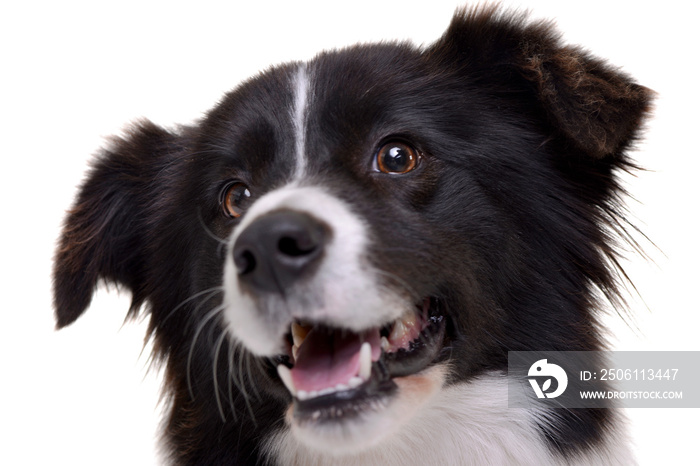 Portrait of an adorable border collie