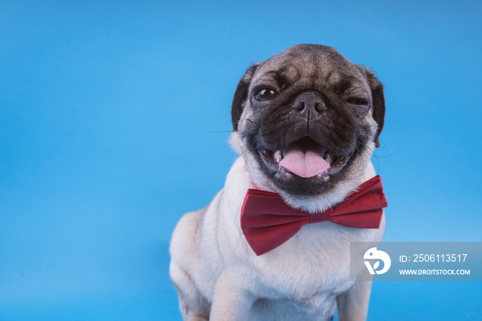 Pug puppy isolated on blue background. Happy dog concept. With space for text