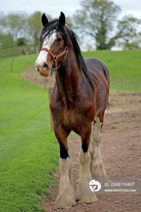 Shire Horse