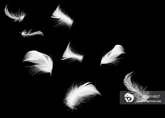 美丽的白色羽毛漂浮在黑色背景下的空气中