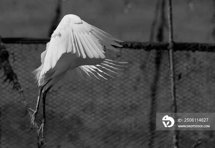 Western reef egret white morphed fishing at Busaiteen coast, Bahrain