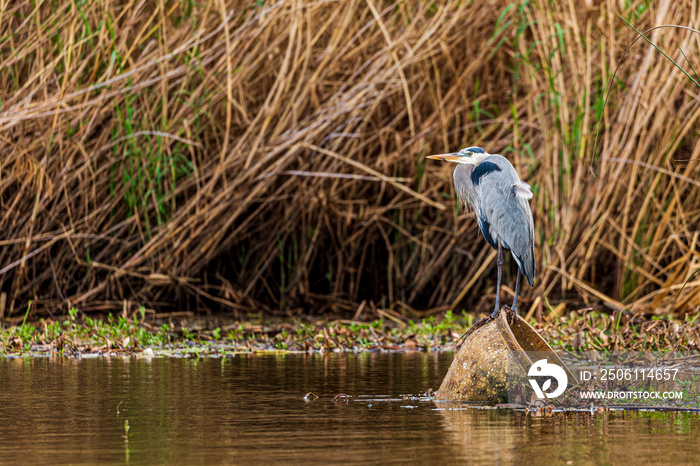 Blue heron (Ardea herodias)  bird standing on a pot in the Armand bayou swamp of Houston, Texas, USA