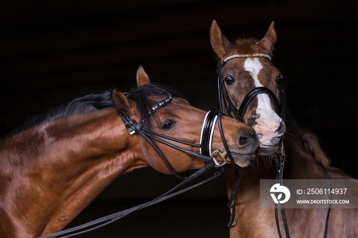 Pferde braune Sportponys Ponys im Fotostudio brauner und Fuchs küssen und mögen sich
