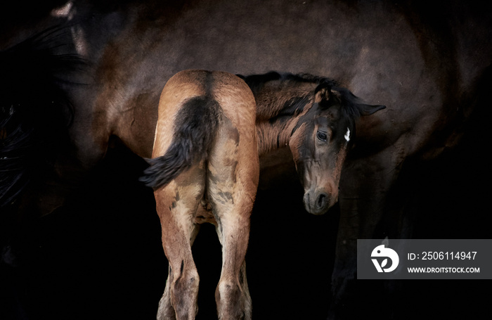 Newborn brown foal standing with horse mother, thoroughbred filly foal with mare isolated on black.