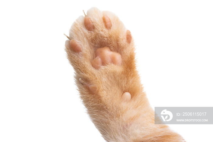 kitten paw isolated