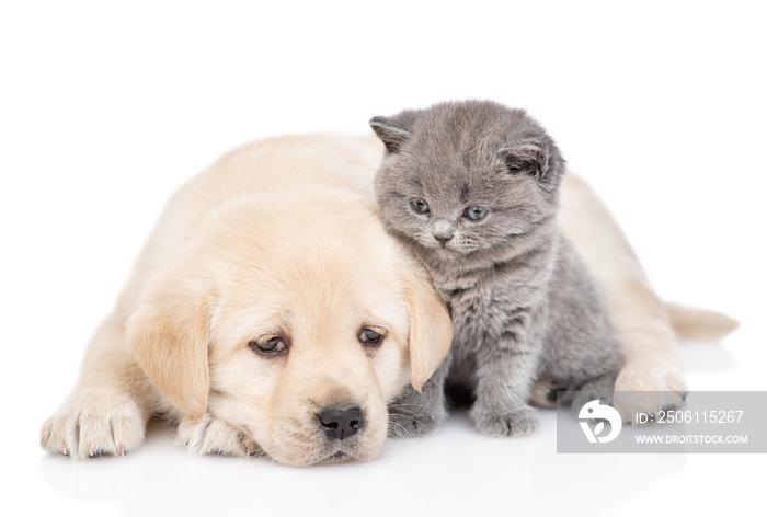 Golden retriever puppy dog and kitten lying together. isolated on white background