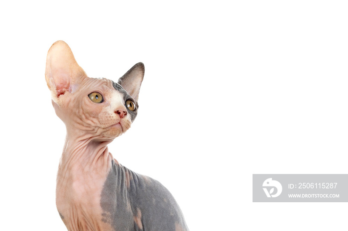 Sphinx cat