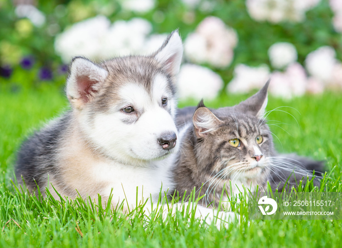 Portrait of a Alaskan malamute puppy hugging adult maine coon cat on green summer grass