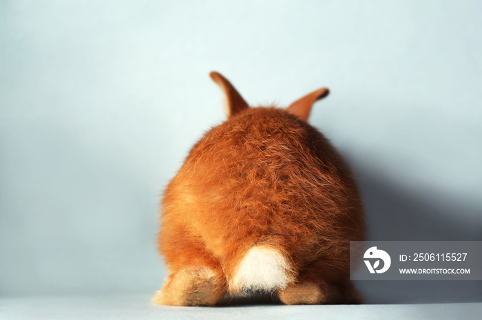 Cute fluffy rabbit on light background