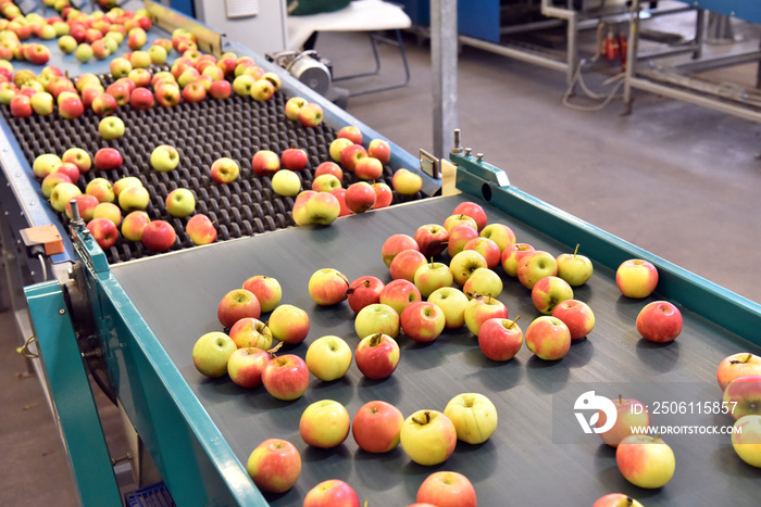 transport of freshly harvested apples in a food factory for sale