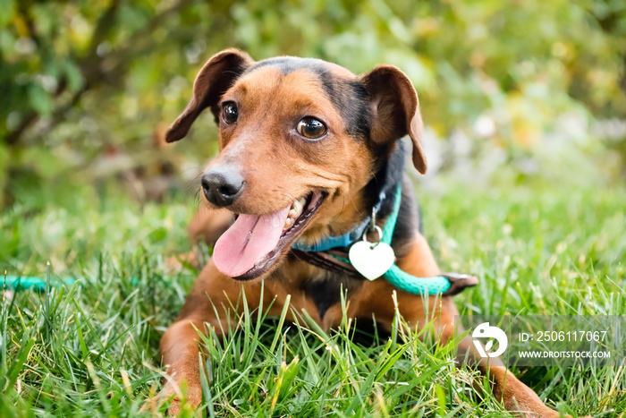 一只牵着皮带的棕色小狗坐在外面的草地上微笑。