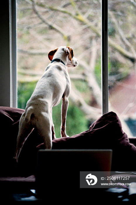 Rear view of dog looking through window