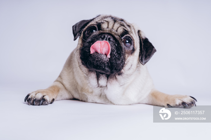 Funny pug puppy, on white background. Dog shows language