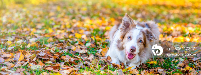 Border collie dog lying at autumn park looks at camera. Empty space for text