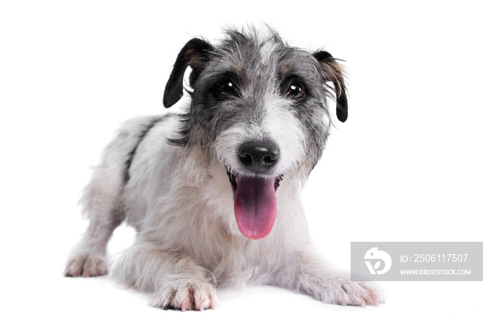 Studio shot of an adorable mixed breed dog