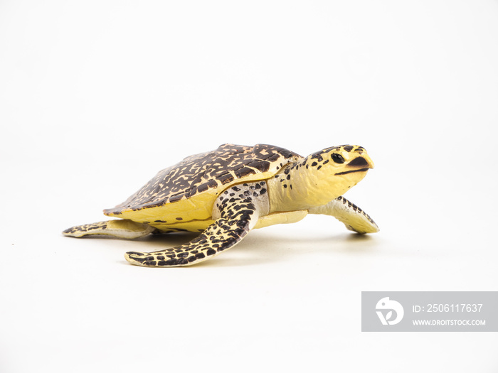 turtle on white background