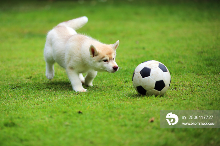 西伯利亚哈士奇小狗在草地上玩足球。小狗在公园里踢足球。