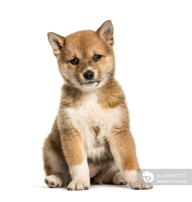 Shiba Inu小狗，8周大，坐在白色背景下