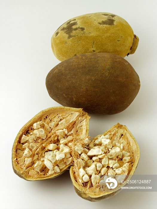 Baobab tree fruits. Adansonia digitata.