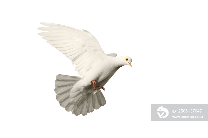 白鸽飞翔，象征被隔离在背景上的爱情