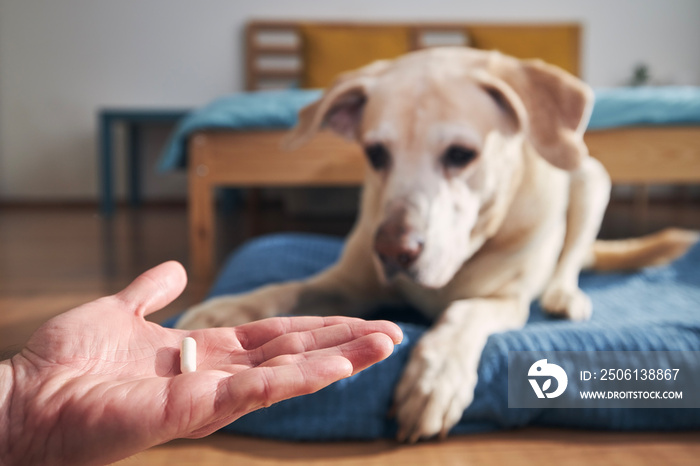 Man is holding in hand pill for ill dog. Pet owner giving medicine to his old labrador retriever. .