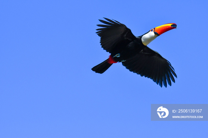 Toco Toucan flying with open wings in the clear blue sky. Large tropical Amazon tucan in flight