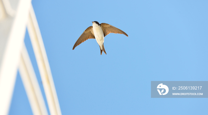 Common house martin (Delichon urbicum) flying from a nest. Clear blue sky. Symbol of hope, peace, jo