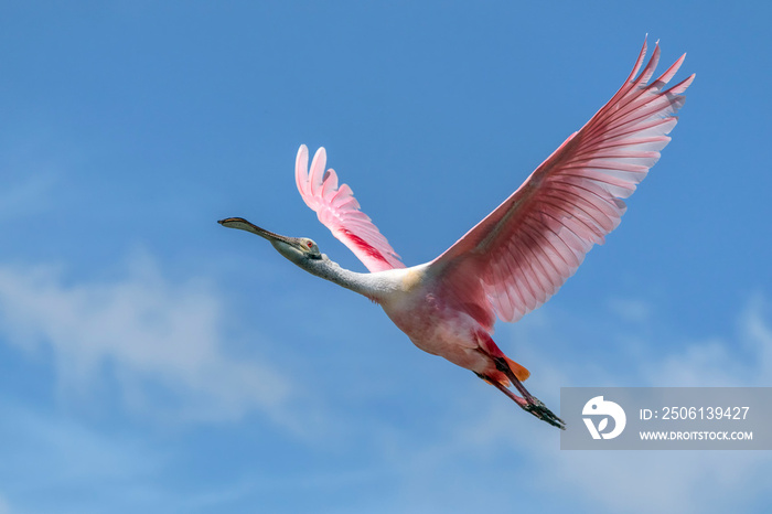 飞行中的Roseate Spoonbill