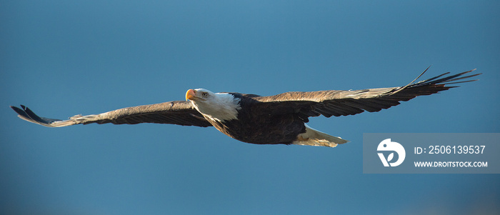 Bald eagle soaring