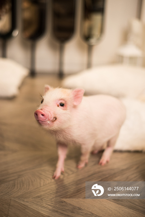 Cute smiling pink mini pig, background blurred