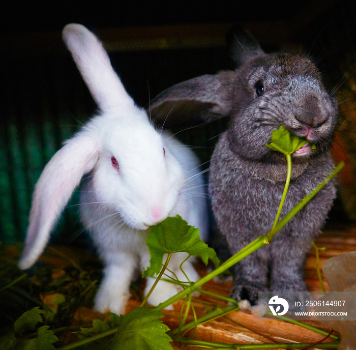 cute bunny rabbits eating vine in their cage at village farm