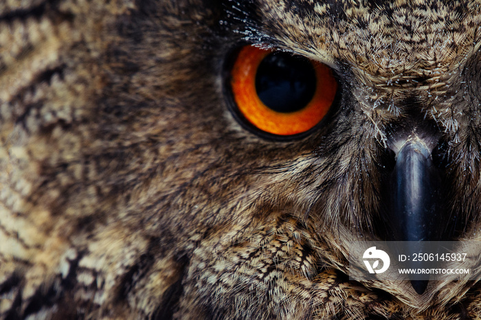 Owls Portrait. Owl eyes. - Image