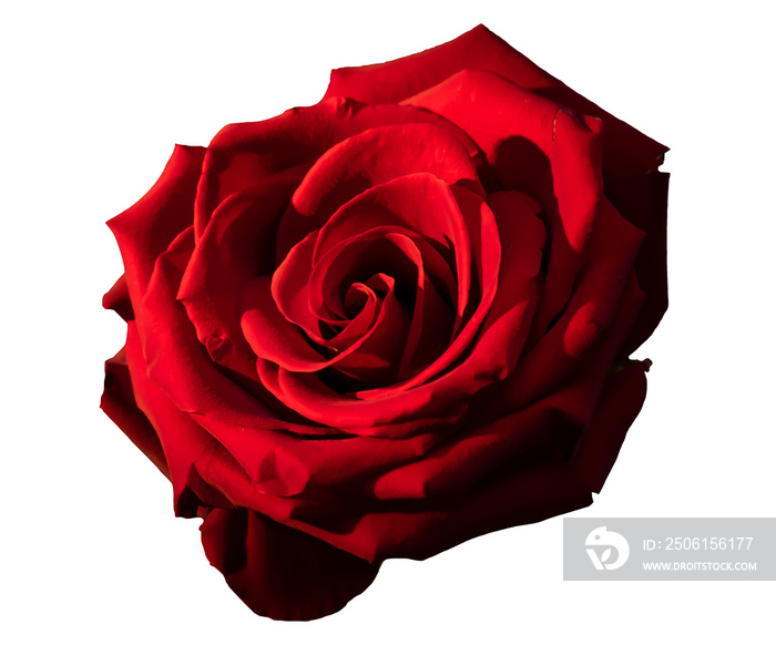 Beautiful red rose on the white background | PNG