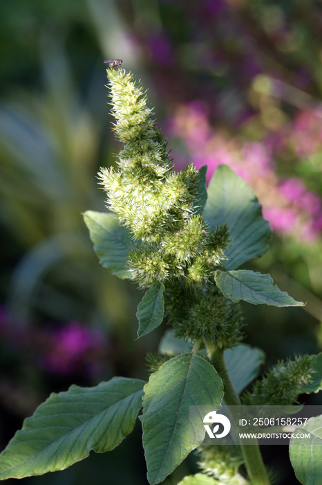 Zurückgekrümmter Fuchsschwanz (Amaranthus retroflexus)