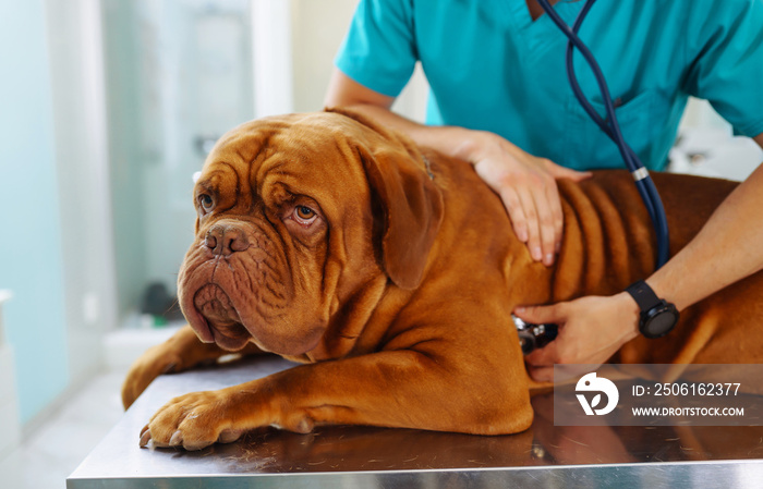 年轻的兽医在兽医诊所检查桌子上的狗。医学、宠物、动物、健康