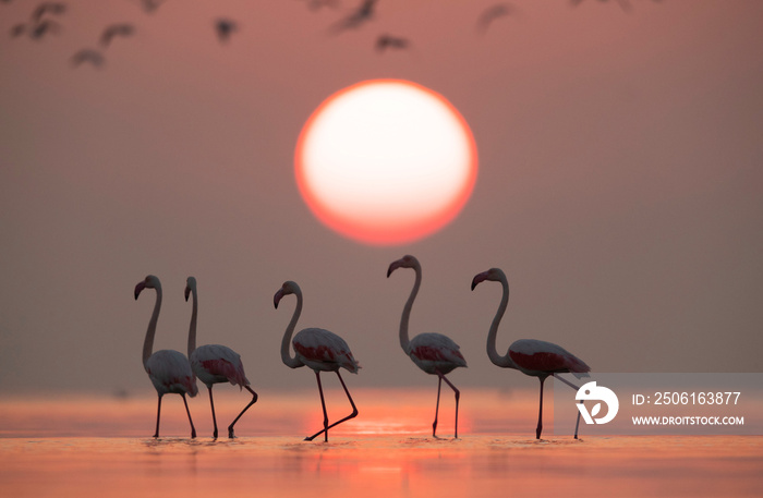 Greater Flamingos and dramatic sun at Asker coast, Bahrain