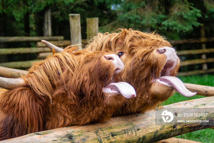 两只可爱的苏格兰奶牛伸出舌头向畜栏外张望，要求得到一个