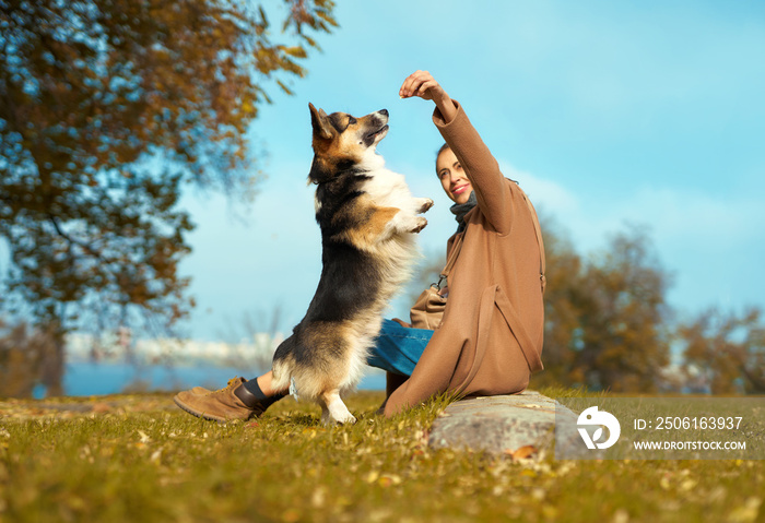 女孩带着狗在秋季公园的草地上，在户外训练威尔士柯基犬，宠物用后腿站立