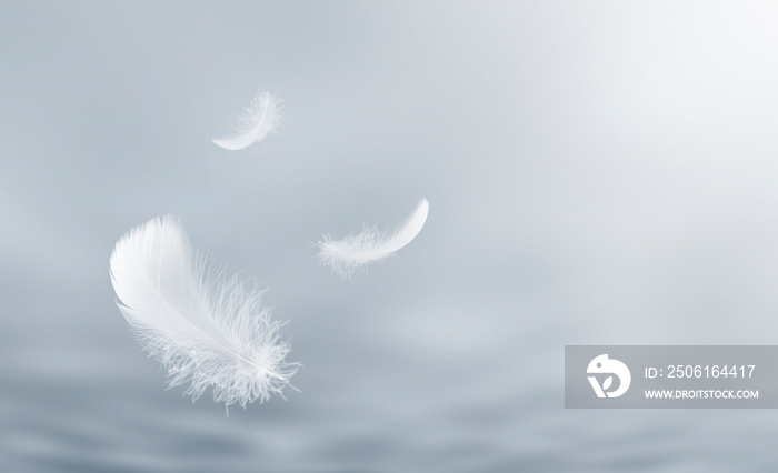 羽毛抽象的自由概念。轻盈蓬松的白色羽毛漂浮在多云的天空中。