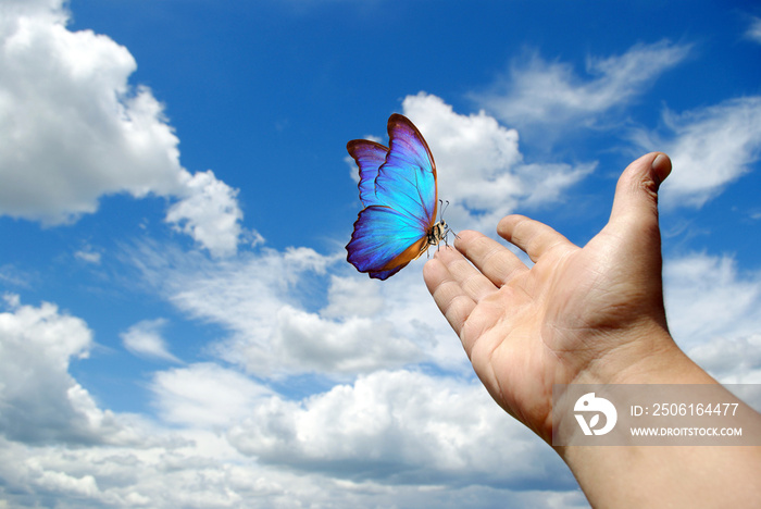 Butterfly Morpho sitting on the hand. Hand raised to the sky. Butterfly on the hand on a sky backgro