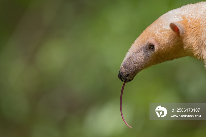 南部Tamandua-Tamandua tetractyla，来自南美洲热带森林的漂亮小动物，B