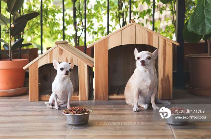 两只短毛吉娃娃狗坐在两个带狗粮碗的木制狗舍前，l