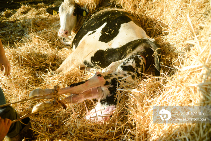 cow giving birth to his son