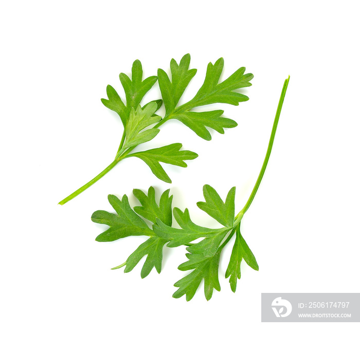 Coriander leaf isolated on the white background