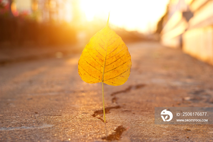 yellow leaf stab down on crack street in the sunset background