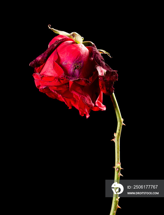 faded rose on a black background